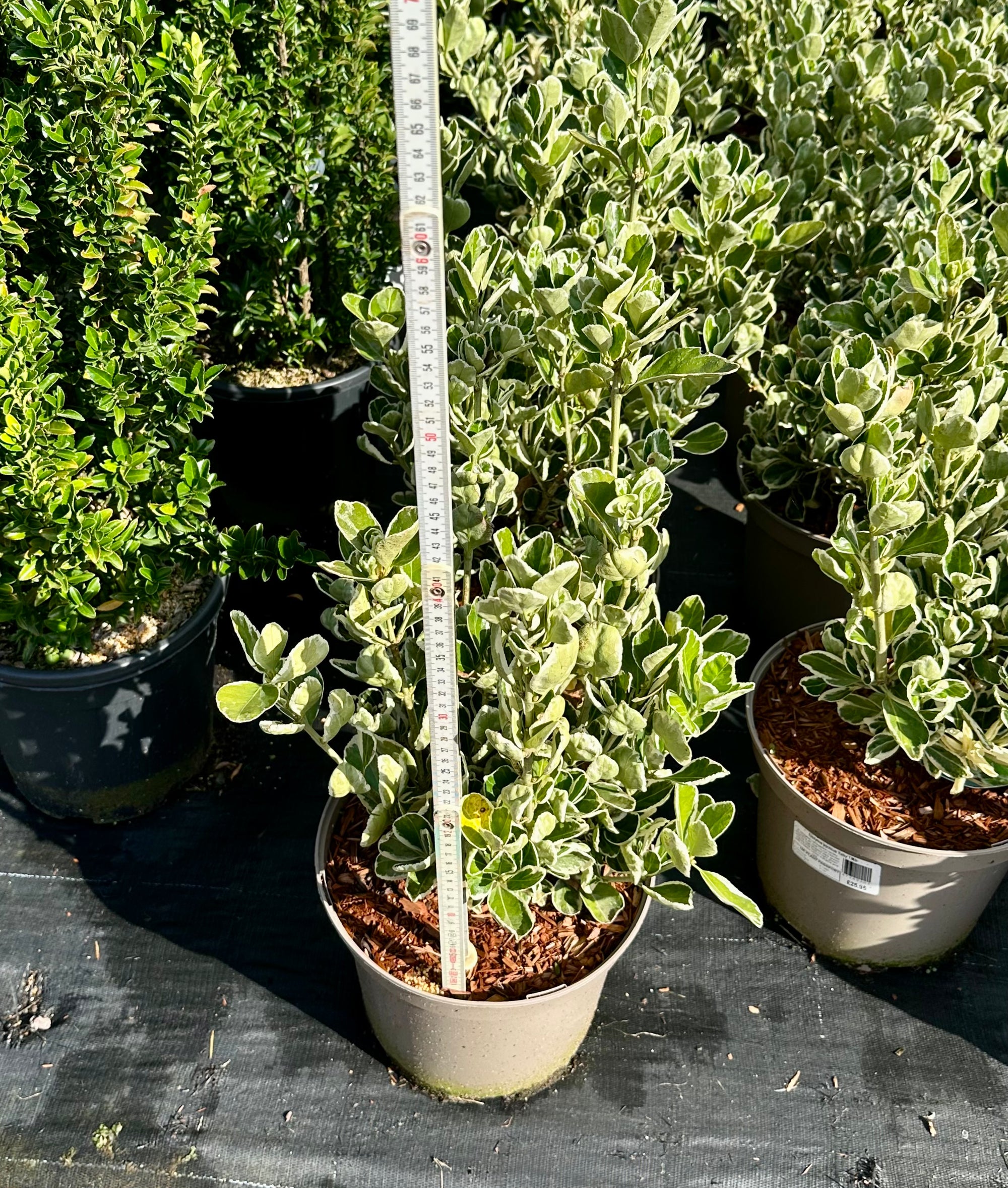 Euonymus japonicus ‘Kathy' - 7.5Litre