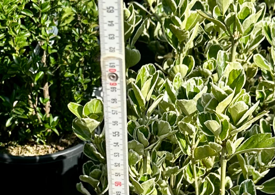 Euonymus japonicus ‘Kathy' - 7.5Litre