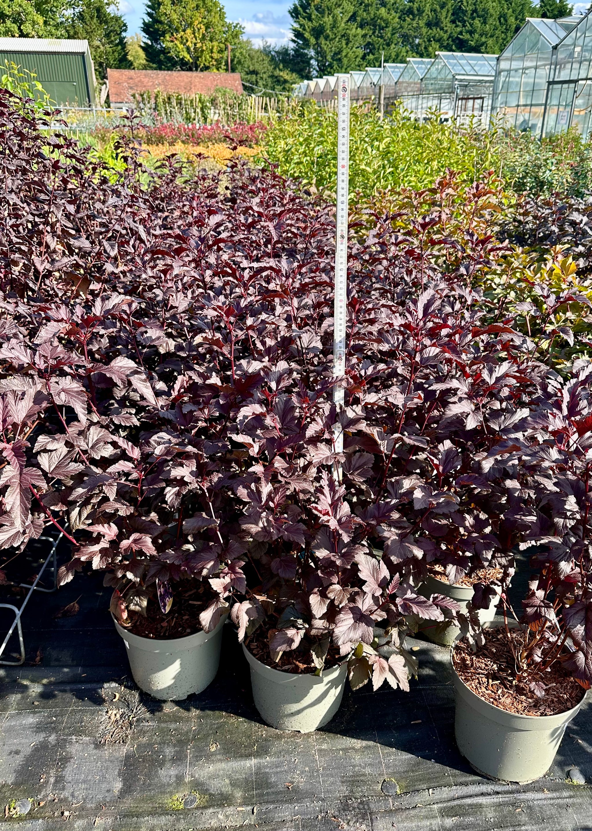 Physocarpus opulifolius ‘Lady in Red’ - 7.5 Litre
