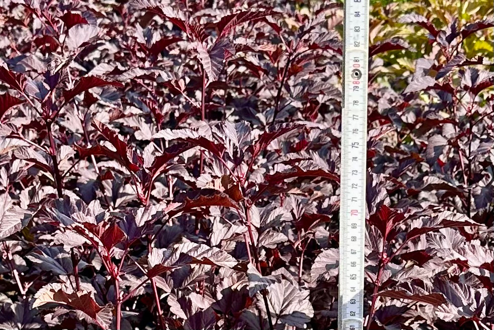 Physocarpus opulifolius ‘Lady in Red’ - 7.5 Litre
