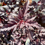 Physocarpus opulifolius ‘Lady in Red’ - 7.5 Litre
