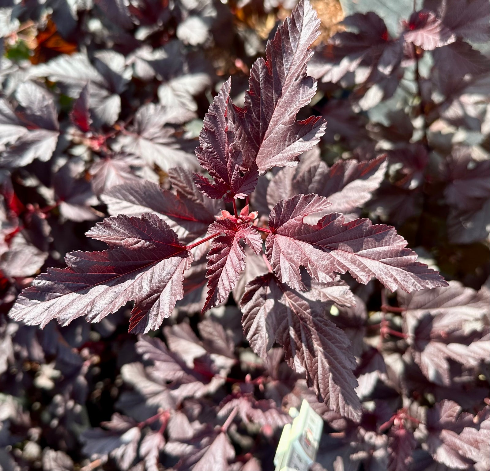 Physocarpus opulifolius ‘Lady in Red’ - 7.5 Litre