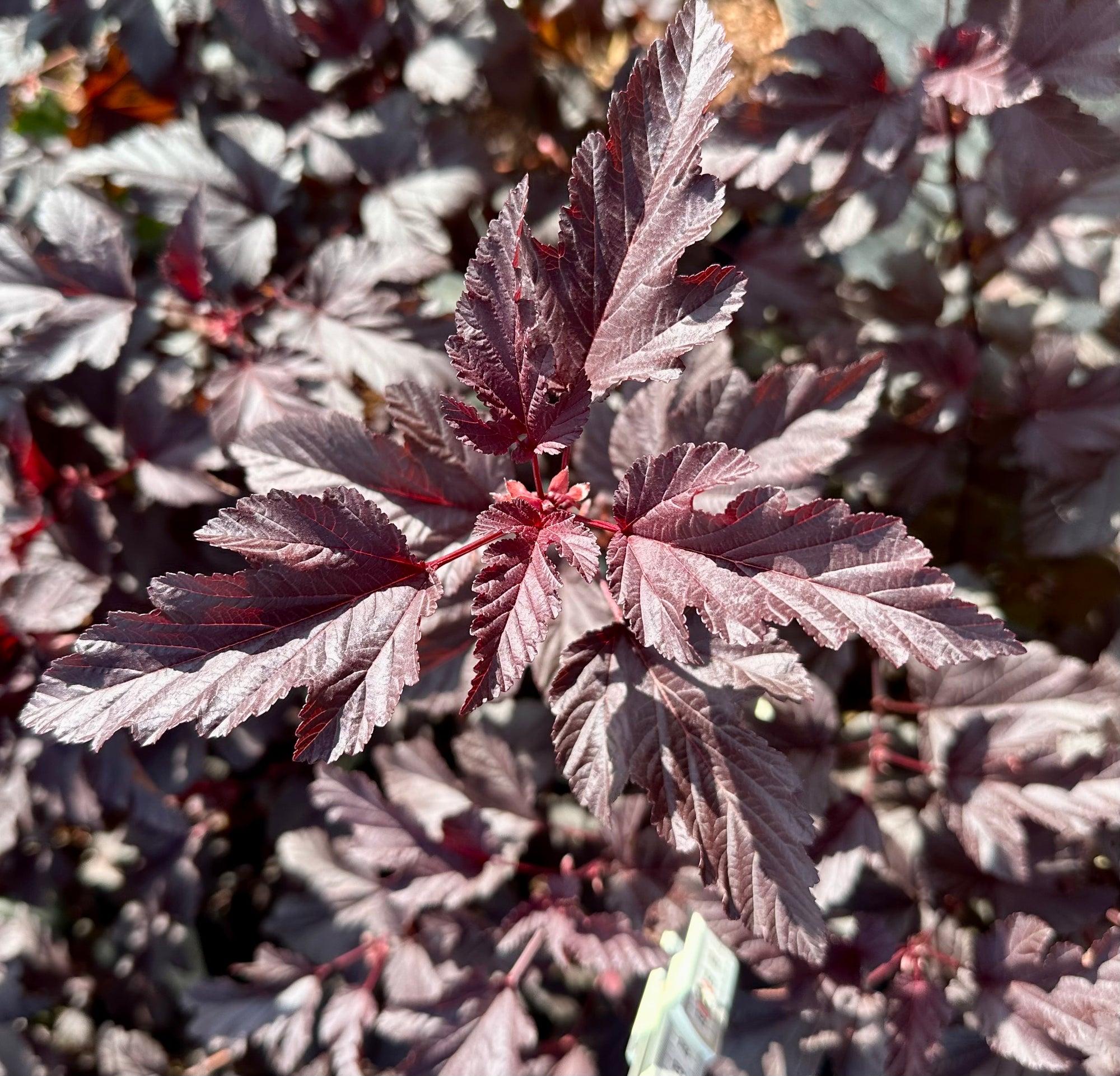 Physocarpus opulifolius ‘Lady in Red’ - 7.5 Litre