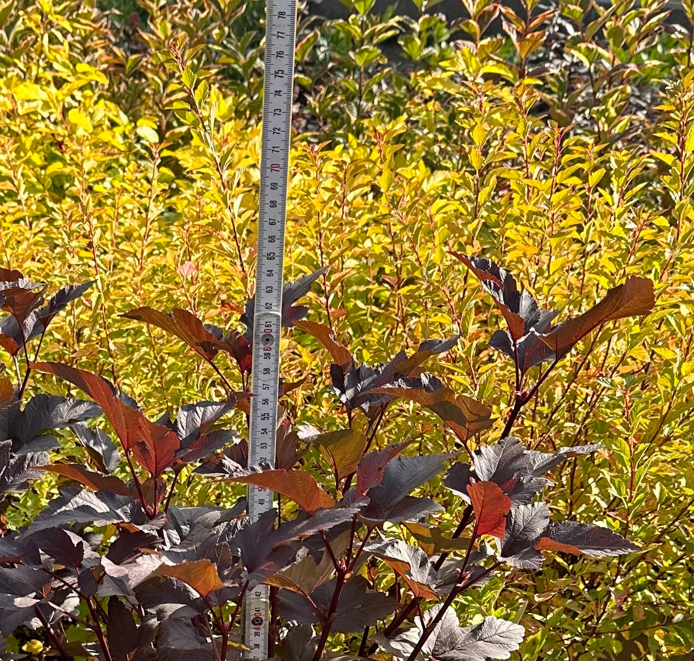 Physocarpus opulifolius ‘Diabolo’ - 7.5 Litre