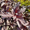 Physocarpus opulifolius ‘Diabolo’ - 7.5 Litre