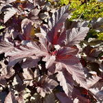 Physocarpus opulifolius ‘Diabolo’ - 7.5 Litre