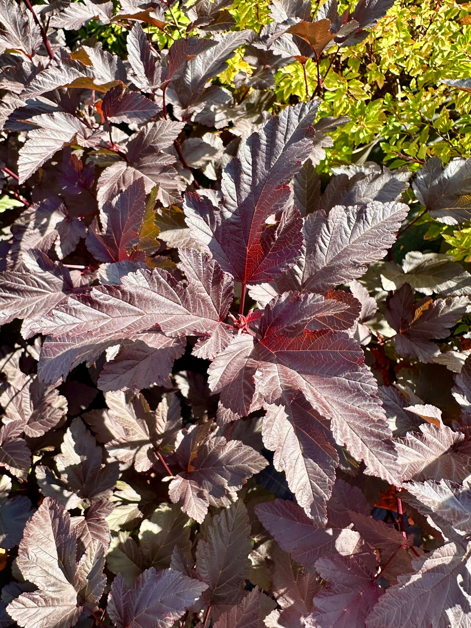 Physocarpus opulifolius ‘Diabolo’ - 7.5 Litre