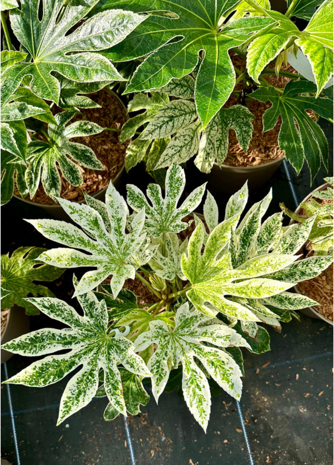 Fatsia japonica 'Spiderweb Sense' - 7.5Litre