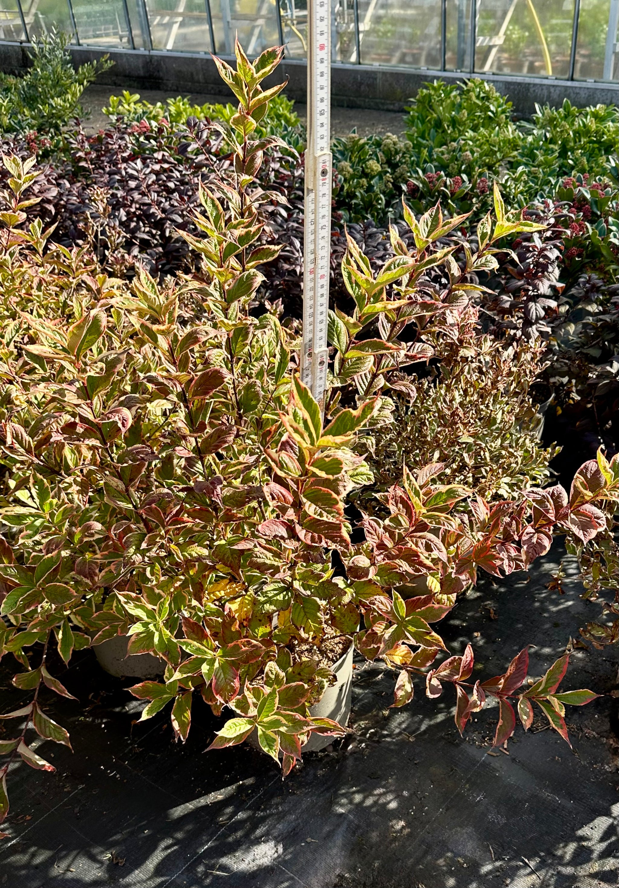 Weigela Florida variegata - 7.5Litre