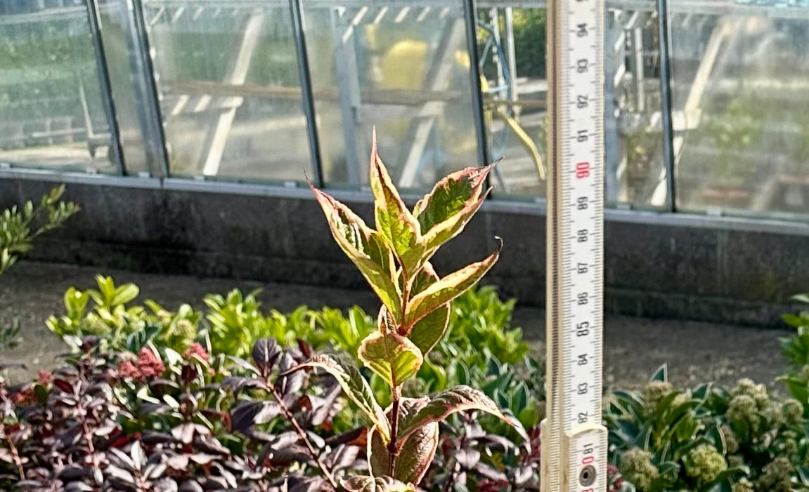 Weigela Florida variegata - 7.5Litre