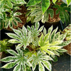 Fatsia japonica 'Spiderweb Sense'- 7.5Litre (26)