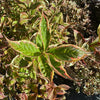 Weigela Florida variegata - 7.5Litre