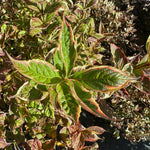 Weigela Florida variegata - 7.5Litre