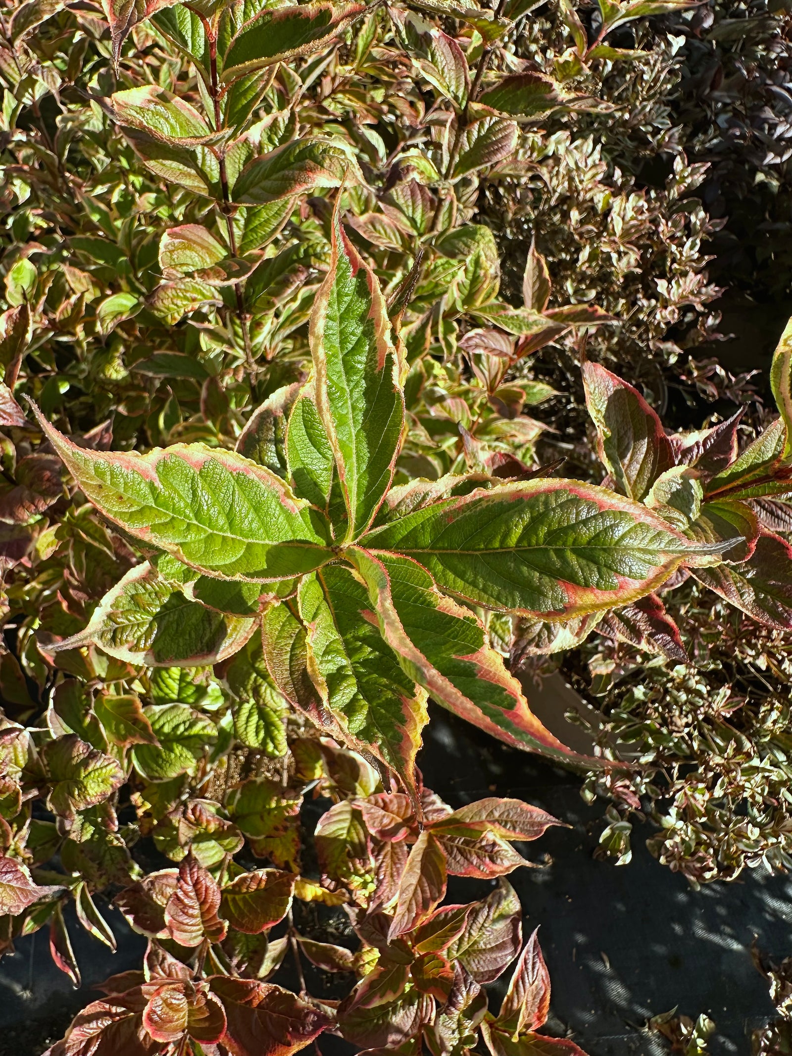Weigela Florida variegata - 7.5Litre