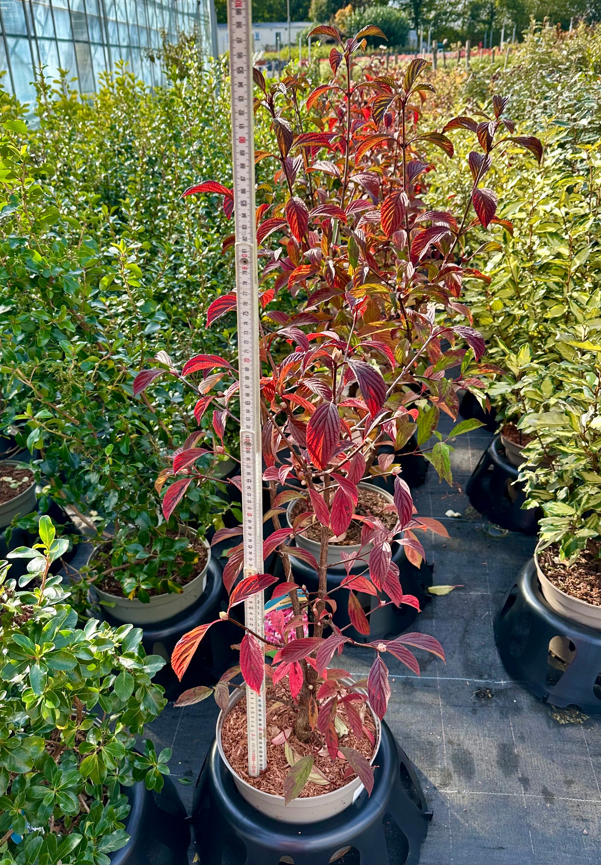 Viburnum x bodnantense 'Dawn' - 7.5Litre