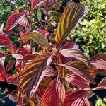 Viburnum x bodnantense 'Dawn' - 7.5Litre