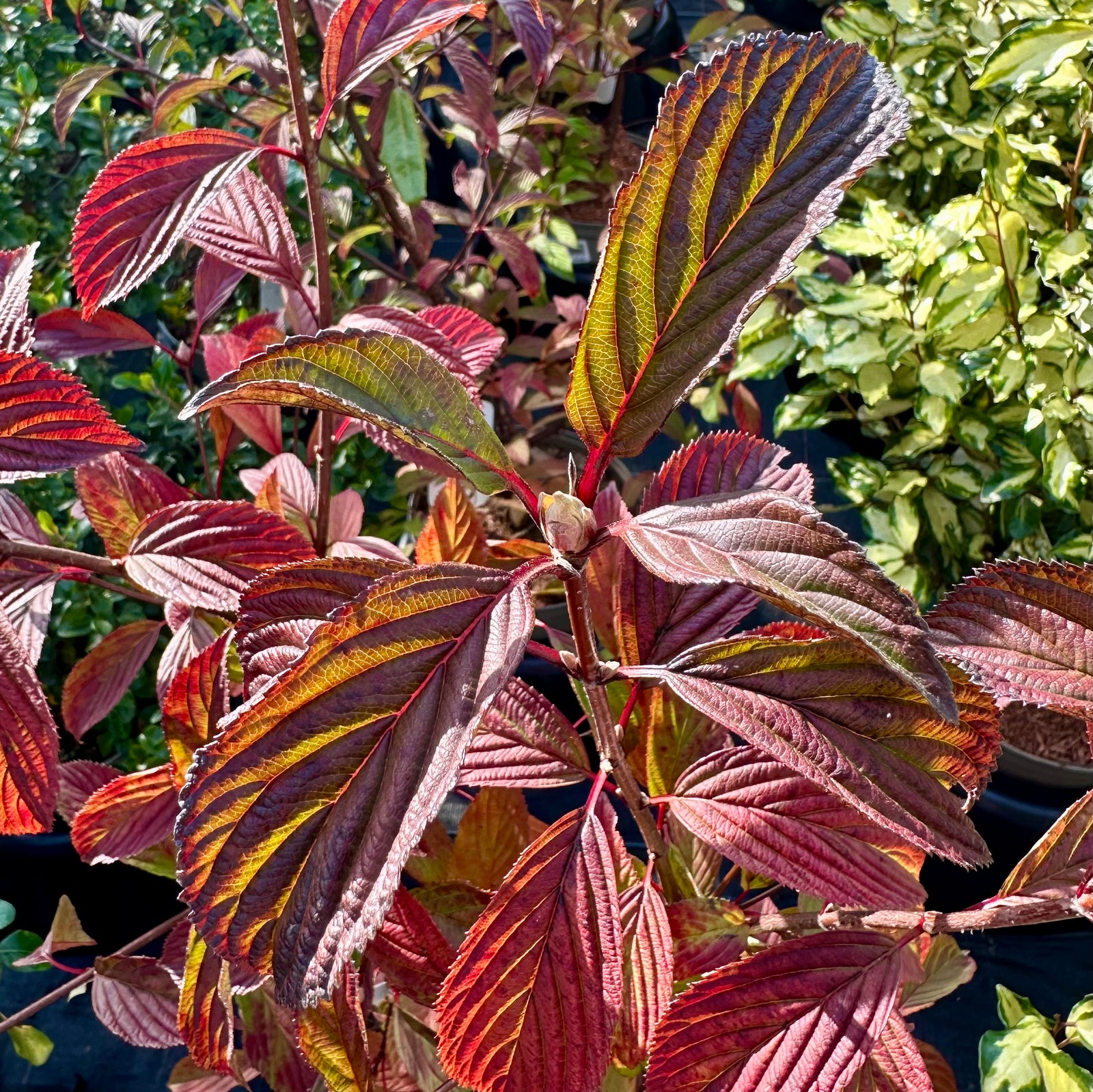 Viburnum x bodnantense 'Dawn' - 7.5Litre