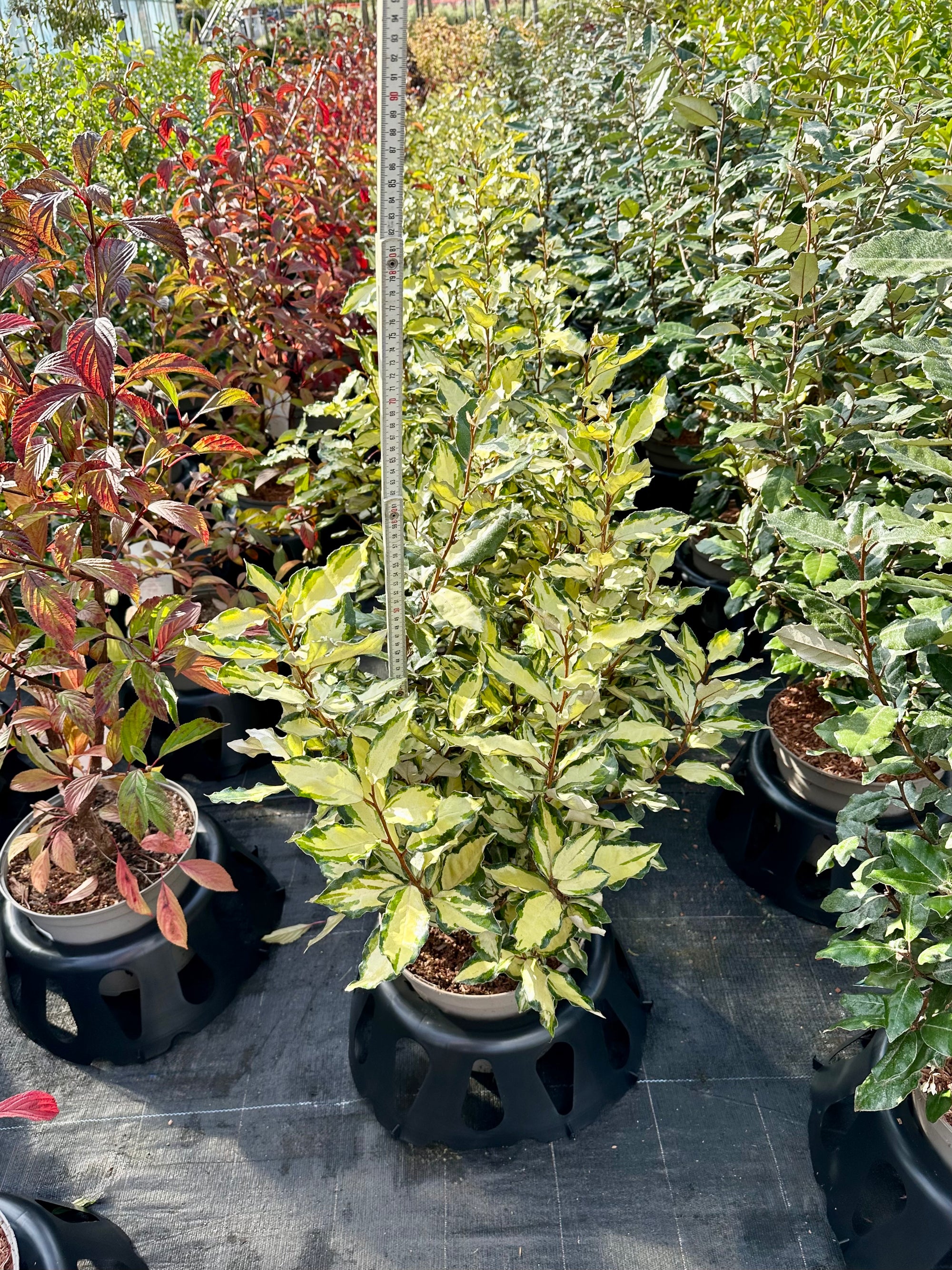 Elaeagnus × submacrophylla 'Maryline' - 7.5Litre