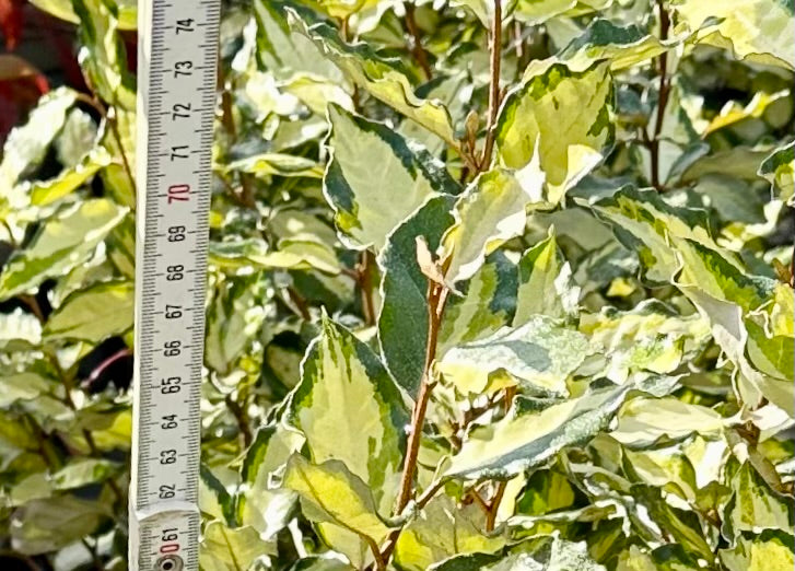 Elaeagnus × submacrophylla 'Maryline' - 7.5Litre