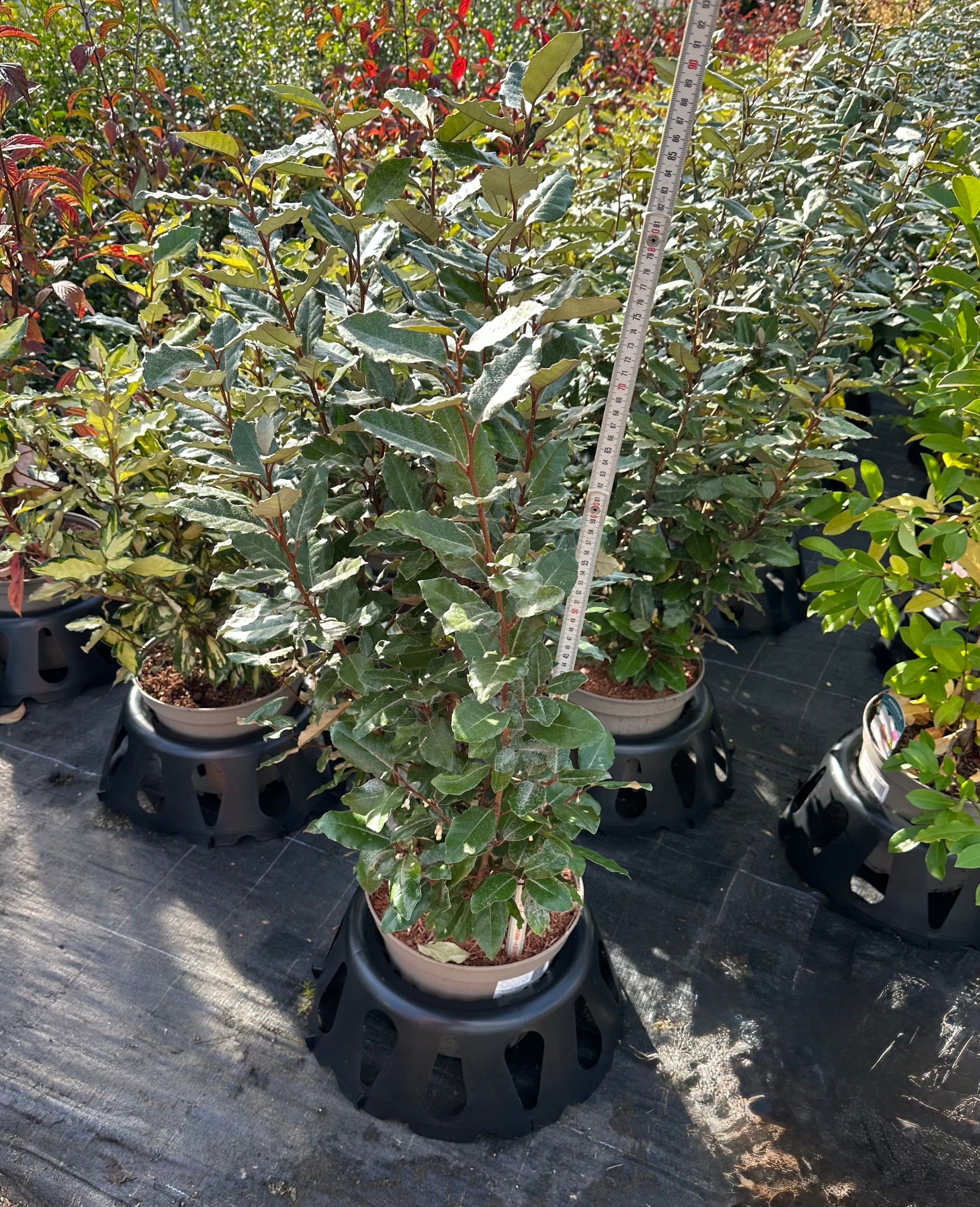Elaeagnus x ebbingei Compacta - 7.5Litre