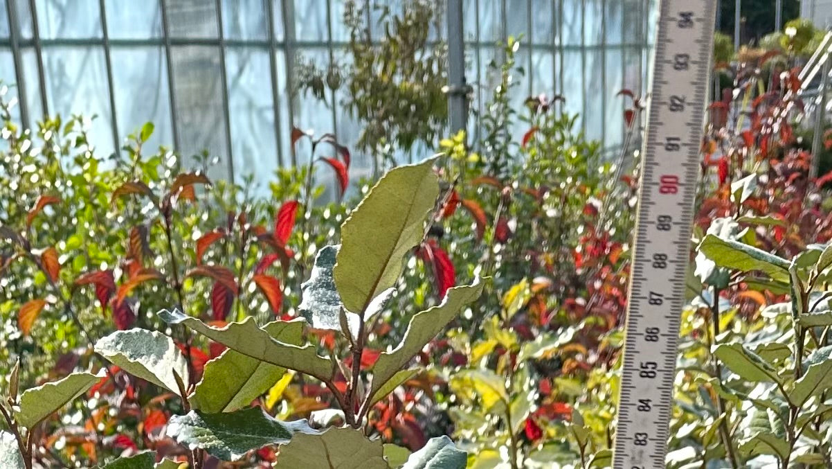 Elaeagnus x ebbingei Compacta - 7.5Litre