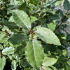 Elaeagnus x ebbingei Compacta - 7.5Litre