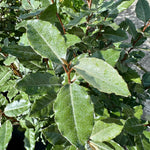 Elaeagnus x ebbingei Compacta - 7.5Litre