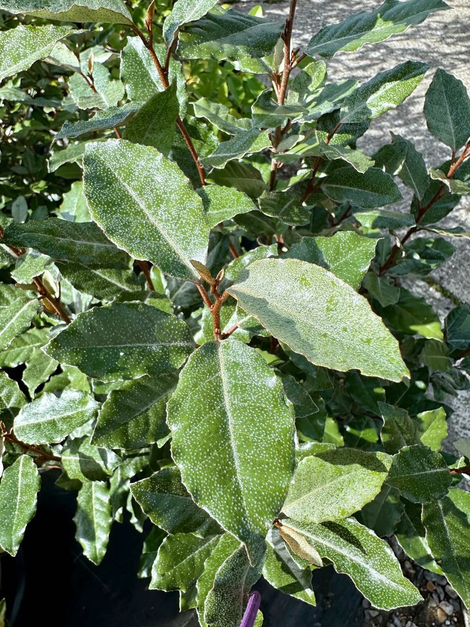 Elaeagnus x ebbingei Compacta - 7.5Litre