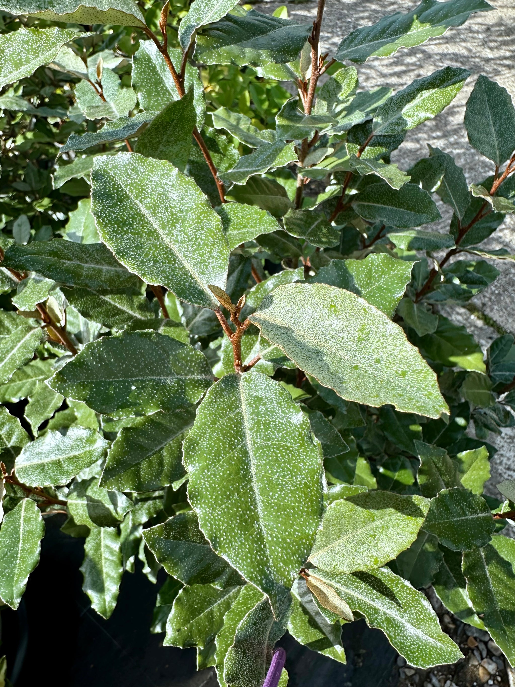 Elaeagnus x ebbingei Compacta - 7.5Litre