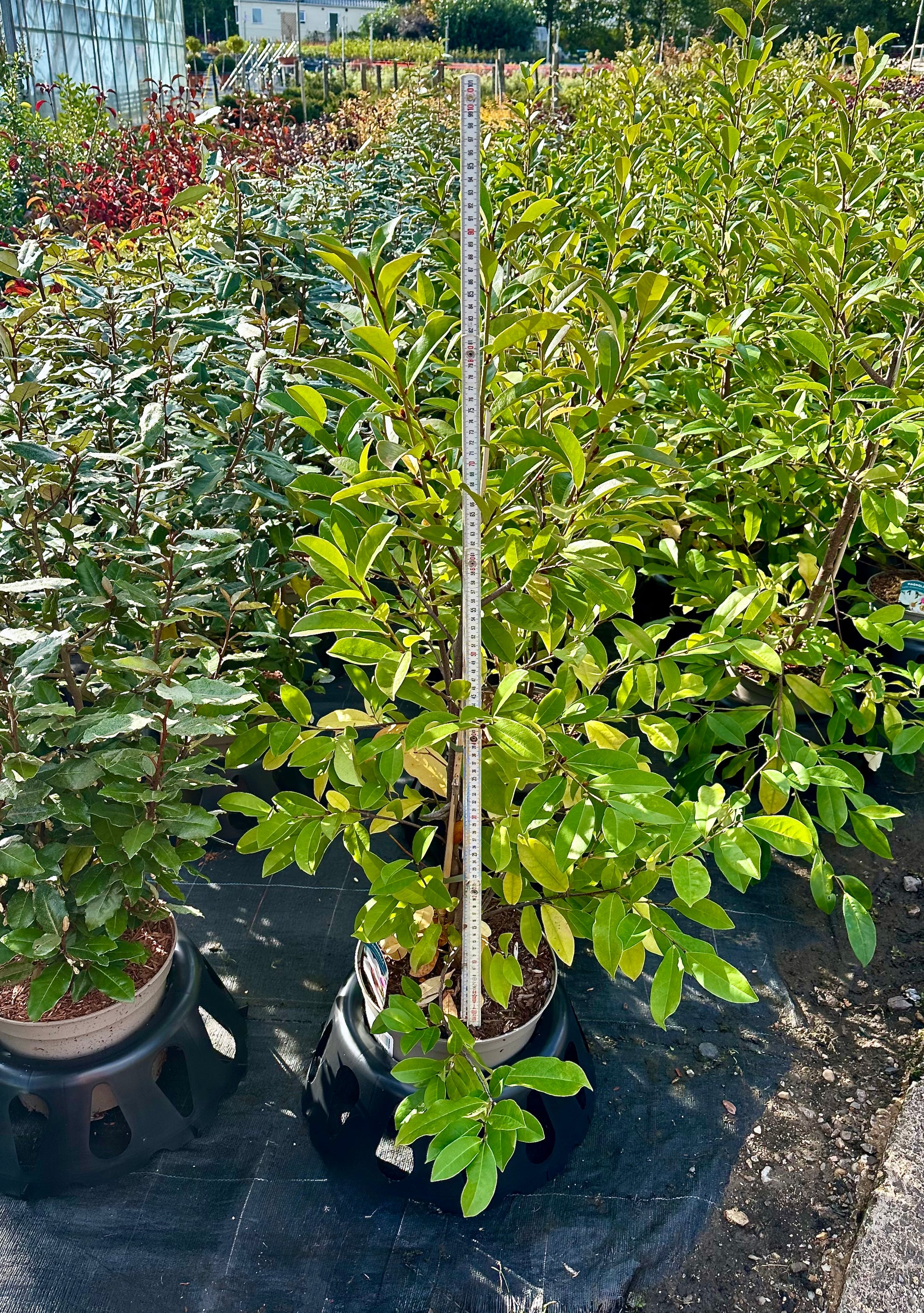 Magnolia Fairy Magnolia Blush - 7.5Litre