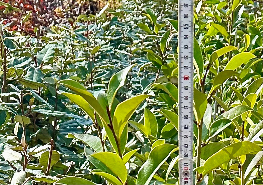 Magnolia Fairy Magnolia Blush - 7.5Litre