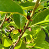 Magnolia Fairy Magnolia Blush - 7.5Litre