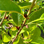 Magnolia Fairy Magnolia Blush - 7.5Litre