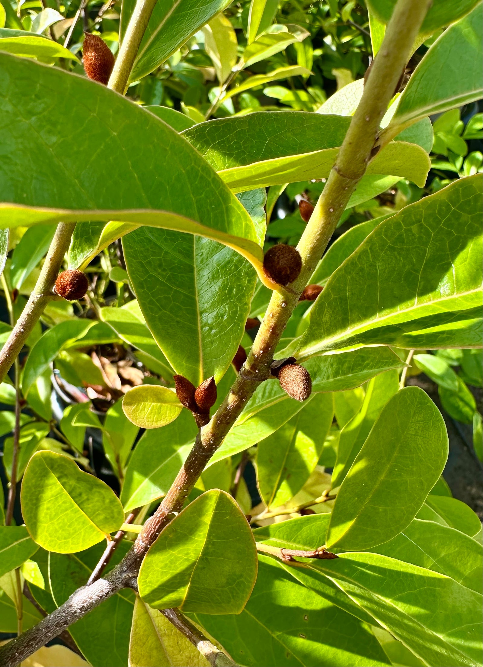 Magnolia Fairy Magnolia Blush - 7.5Litre