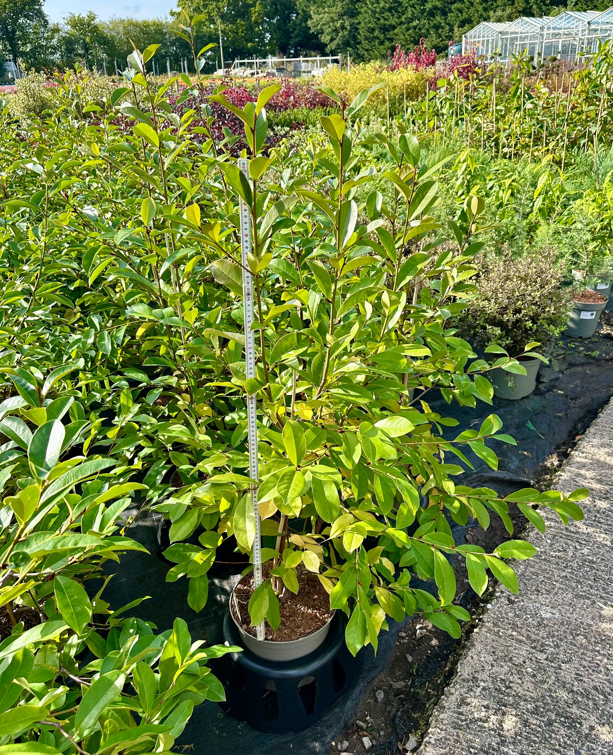 Magnolia laevifolia 'Fairy White' (Michelia) - 7.5Litre