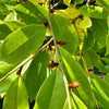 Magnolia laevifolia 'Fairy White' (Michelia) - 7.5Litre