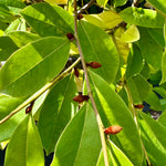 Magnolia laevifolia 'Fairy White' (Michelia) - 7.5Litre