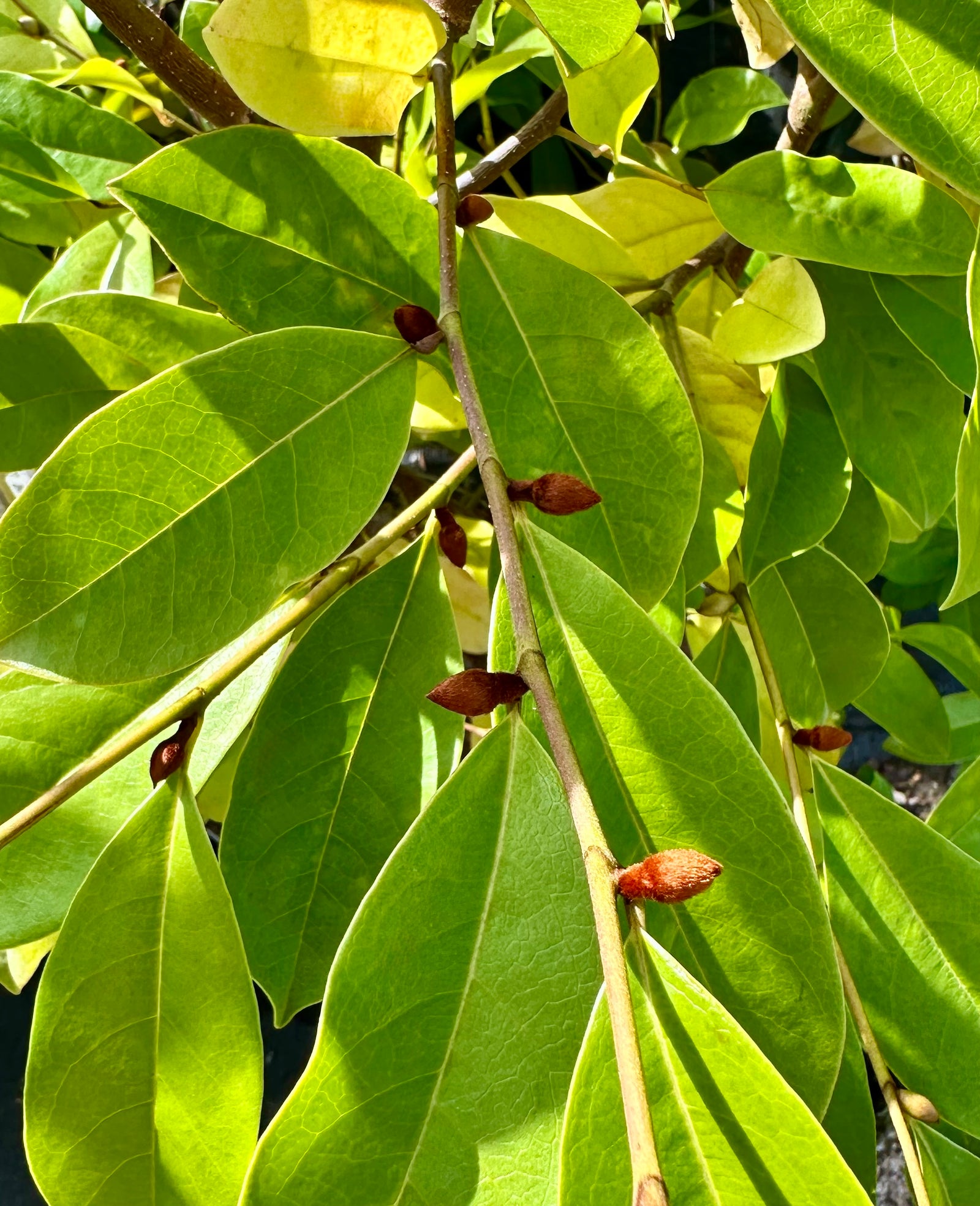 Magnolia laevifolia 'Fairy White' (Michelia) - 7.5Litre