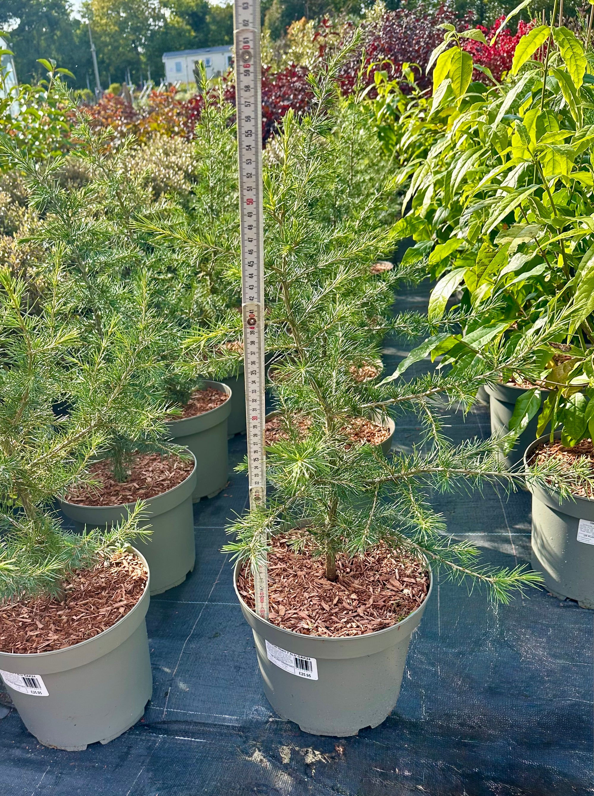 Cedrus libani - 7.5Litre