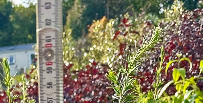 Cedrus libani - 7.5Litre