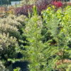 Cedrus libani - 7.5Litre