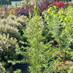 Cedrus libani - 7.5Litre