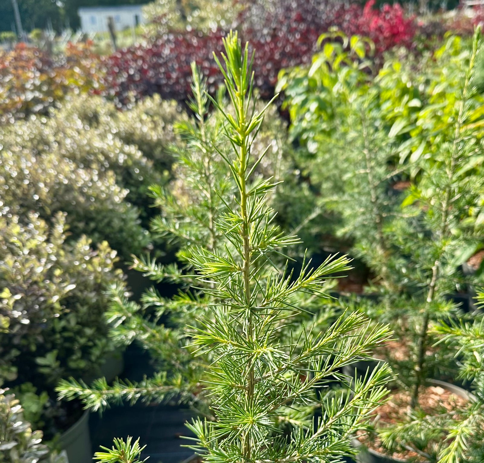 Cedrus libani - 7.5Litre