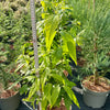 Chimonanthus praecox - 7.5Litre