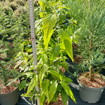 Chimonanthus praecox - 7.5Litre