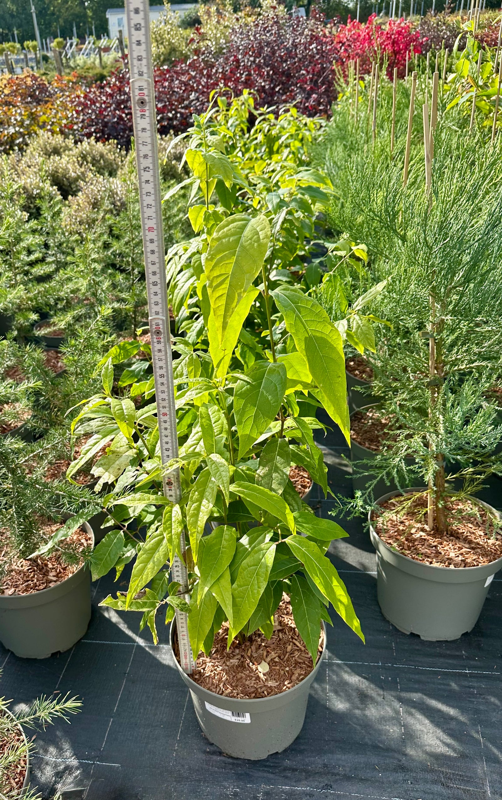 Chimonanthus praecox - 7.5Litre