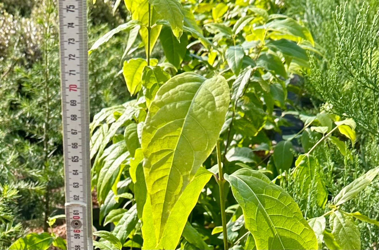Chimonanthus praecox - 7.5Litre