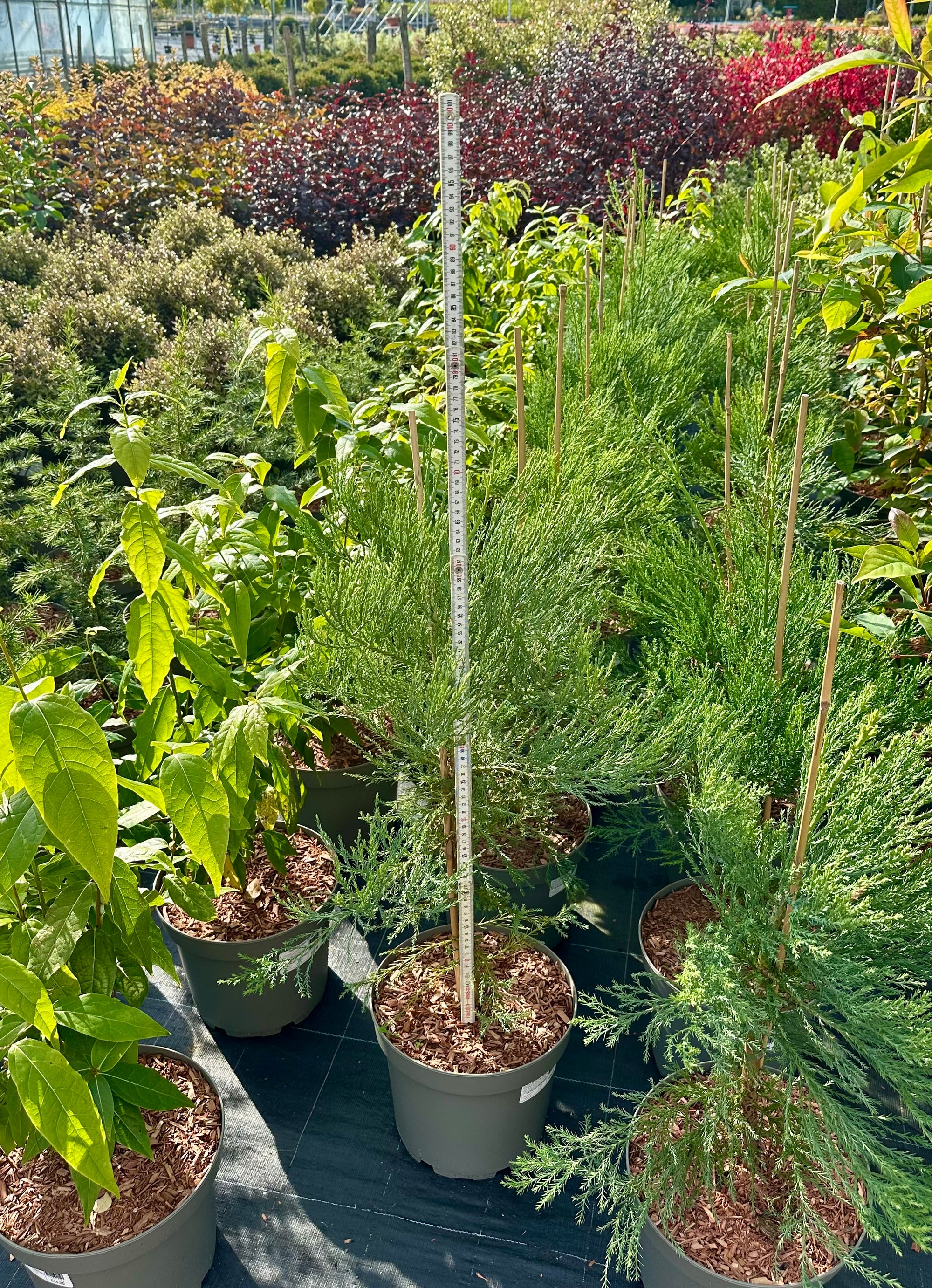 Sequoiadendron giganteum - 7.5Litre