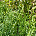 Sequoiadendron giganteum - 7.5Litre