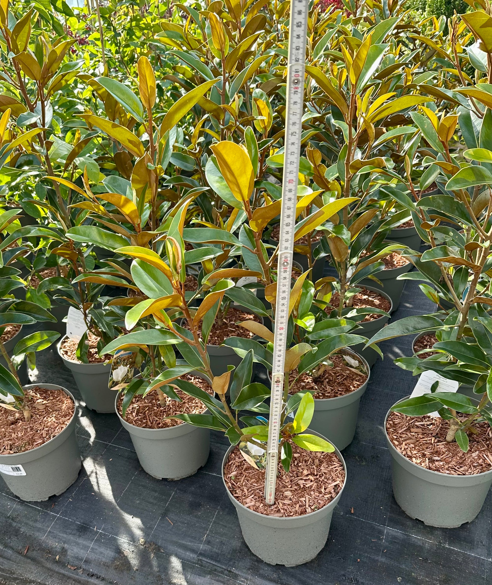 Magnolia grandiflora ‘Alta’ - 7.5 Litre